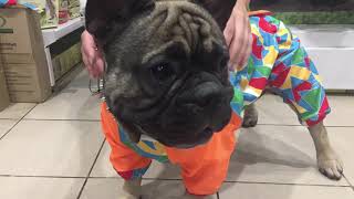 Французский бульдог Детройт, примерка осеннего комбинезона  French Bulldog Detroit