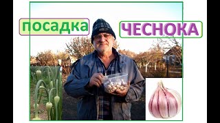 ЧЕСНОК посадка Озимого и Ярового Ленивым и другими способами