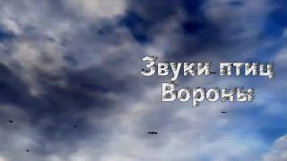Звуки птиц Вороны для монтажа