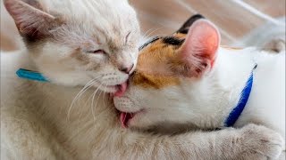 Cat's best #12 | Подборка приколов с котами