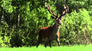 В царстве благородного оленя. In the kingdom of the red deer