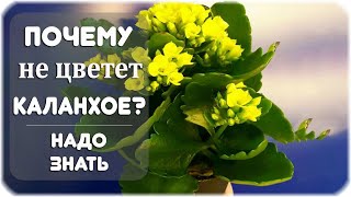 Почему не цветет каланхоэ в домашних условиях?