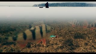 Ловля Окуня Зимой на Балансир | Зимняя рыбалка 2017