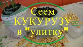 Сеем кукурузу в "улитку".