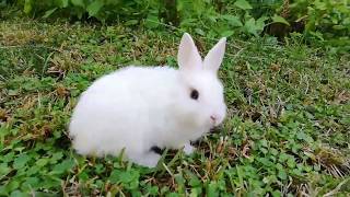 CONEJO EN EL PARQUE, FELIZ PASEANDO, FUNNY RABBIT.