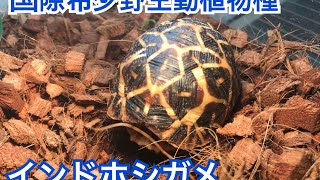 リクガメが家族入りしたよ！