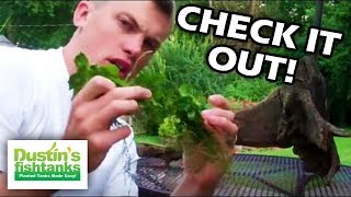 How To Tie Anubias or Java Fern to Driftwood. How to Attach Anubias on Driftwood