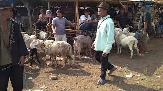 Jonggol Pasar Hewan #05 (saatnya beli domba dan kambing)