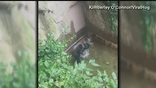 Gorilla drags child through enclosure in Cincinnati