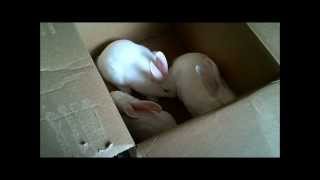 Meat Rabbits. The Arrival.