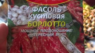 Фасоль дома! Выращивание фасоли на подоконнике(Beans at home!Growing the usual beans on the window.)