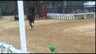 Dynaformer Colt Horse Racing Syndicate February 2011