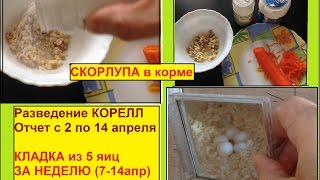 Что едят кореллы когда появляются яйца. Отчет за 2 недели. Разведение корелл 3-й сезон.