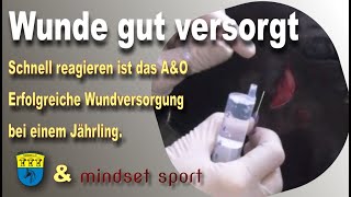 Rund ums Pferd - Medizin - Eine Trittverletzung am Kopf & die Versorgung der Wunde. Achtung Blut!