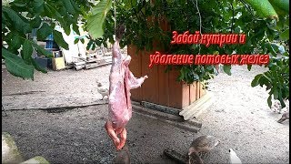 ЗАБОЙ НУТРИИ И УДАЛЕНИЕ ПОТОВЫХ ЖЕЛЕЗ.