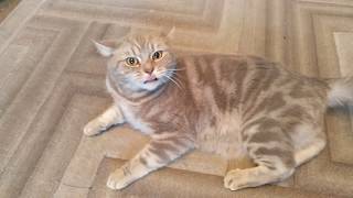 Кот говорит отстань от кота