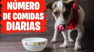 ?CUANTAS VECES DEBE COMER UN PERRO POR DIA❓❓ ?ESTO NO LO SABIAS ? ? ? ? ?