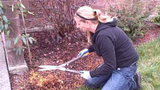 How To Prune Astilbes After They've Gone Winter Dormant