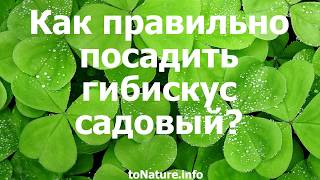 Как правильно посадить гибискус садовый?