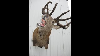 Изготовление благородного оленя (Cervus elaphus).