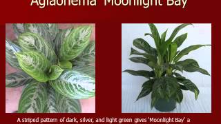 AGLAONEMA @ StewartsGreenhouse.com