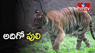 మూడు పెద్ద పులుల హల్‌చల్‌ | Kurnool | hmtv Telugu News
