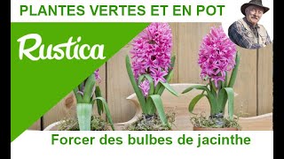 Forcer des jacinthes de noël