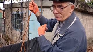 Формировка молодого куста винограда для выращивания на втором ярусе беседки