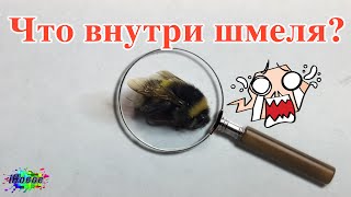 Разрезал шмеля [под микроскoпoм]! Что это внутри? iНовое