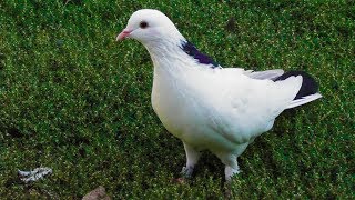 Гоняем голубей и атака Орла 07.09.19