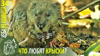 ???? Почистила заводь и в ней поселились крысы - я их начала кормить ???? Изба из камыша - Серия 34