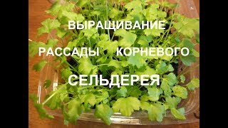 Выращивание рассады корневого сельдерея: посев семян.