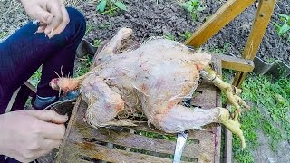 Забой бройлеров в домашних условиях видео Как ощипать бройлера чтобы не лопнула шкура - zolotyeruki