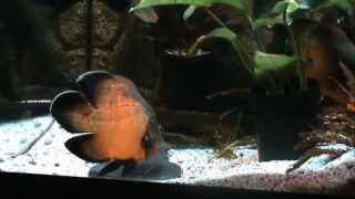 Астронотус ореховый (Astronotus ocellatus Red Oscar)