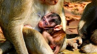 Cute Newborn Bevin Nursing Mom's Milk, Hiding Onside Looking Not Nursing! Smart Baby!