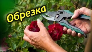 ОБРЕЗКА РОЗЫ. Когда и как правильно обрезать комнатную розу!