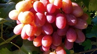 Обработка винограда по раскрывающейся почке