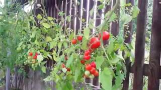 ВЫРАЩИВАНИЕ ПОМИДОР В БУТЫЛКЕ. ФИЛЬМ - 2.