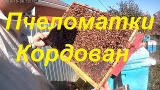 Матки пчелиные кордован.Антон Волгодонск.Пчеловодство.Кочевая пасека