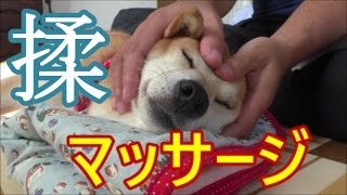 柴犬小春　マッサージに身をゆだねる　Dog Massage