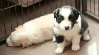 Silque O'Look Border Collie Ee-Red 5 Semaines