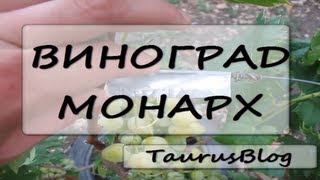 Виноград Монарх. Grapes Monarch
