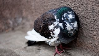 Kabooter ke pet ke kido ka ilaj by Aman Prabhakar