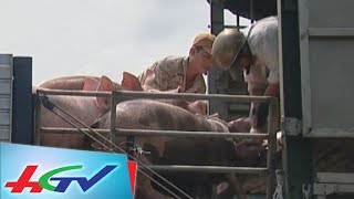 Thương lái đang thao túng giá thịt heo | Bản tin Kinh tế nông nghiệp - 8/7/2017