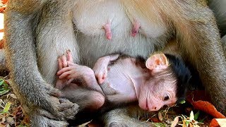Dustin Nursing Mother's Milk Until Like this! Diamond Good Enough Milk For Dustin!