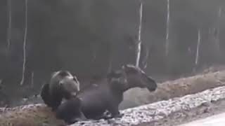 Нападение медведя на лося. Камчатка