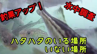 【釣果アップ】秋田 道川漁港 ハタハタ 釣り ポイント
