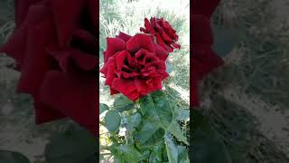 Роза Crisler Imperial ( роза Крайслер Империал)