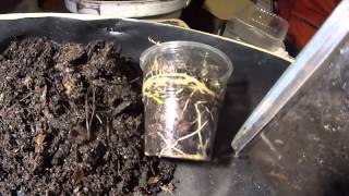 Dendrodrilus rubidus на картоне 26.10.2014 1
