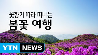 꽃향기 따라 떠나는 '봄꽃 여행' / YTN
